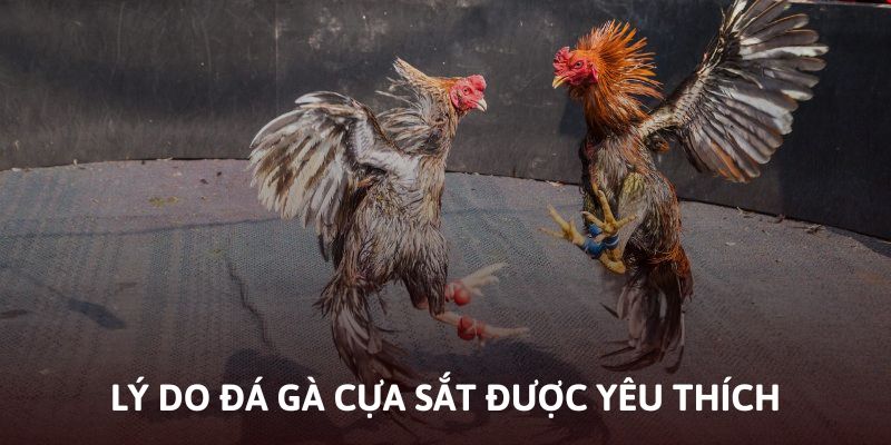 Lý do đá gà cựa sắt nhận được nhiều sự quan tâm