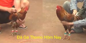 Trực Tiếp Đá Gà Thomo - Nơi Theo Dõi Các Trận Chỏi Kê Chất Lượng Nhất