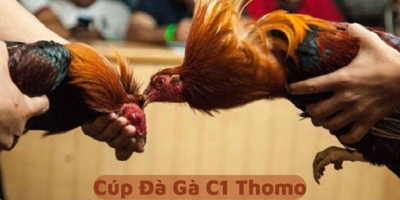 Xem trực tiếp đá gà Thomo bạn cần biết những điều gì?